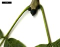 SpeciesSub: 'Nana' SpeciesSub: 'Nana'