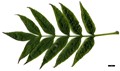 SpeciesSub: 'Nana' SpeciesSub: 'Nana'