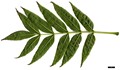 SpeciesSub: 'Nana' SpeciesSub: 'Nana'