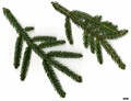 SpeciesSub: 'Atrovirens'