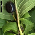 SpeciesSub: 'Hortobagy'