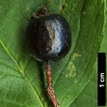 SpeciesSub: 'Hortobagy'