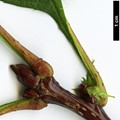 SpeciesSub: 'Hortobagy'