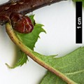 SpeciesSub: 'Hortobagy'