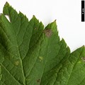 SpeciesSub: 'Hortobagy'