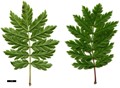 SpeciesSub: 'Aspleniifolia'