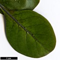 SpeciesSub: 'Purpurea'