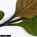 SpeciesSub: 'Purpurea'