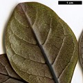 SpeciesSub: 'Purpurea'
