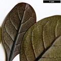 SpeciesSub: 'Purpurea'