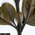 SpeciesSub: 'Purpurea'
