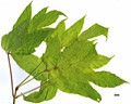 SpeciesSub: 'Auratum' SpeciesSub: 'Auratum'