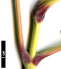 SpeciesSub: 'Auratum' SpeciesSub: 'Auratum'