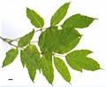 SpeciesSub: 'Auratum' SpeciesSub: 'Auratum'