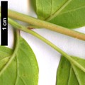 SpeciesSub: 'Auratum' SpeciesSub: 'Auratum'