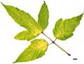 SpeciesSub: 'Auratum' SpeciesSub: 'Auratum'