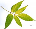SpeciesSub: 'Auratum' SpeciesSub: 'Auratum'