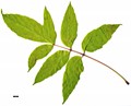 SpeciesSub: 'Auratum' SpeciesSub: 'Auratum'