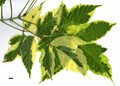 SpeciesSub: 'Aureomarginatum' SpeciesSub: 'Aureomarginatum'