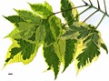 SpeciesSub: 'Aureomarginatum' SpeciesSub: 'Aureomarginatum'
