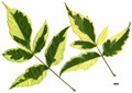 SpeciesSub: 'Aureomarginatum' SpeciesSub: 'Aureomarginatum'