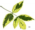 SpeciesSub: 'Aureomarginatum' SpeciesSub: 'Aureomarginatum'