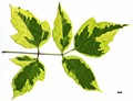 SpeciesSub: 'Aureomarginatum' SpeciesSub: 'Aureomarginatum'
