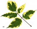 SpeciesSub: 'Aureomarginatum' SpeciesSub: 'Aureomarginatum'