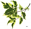 SpeciesSub: 'Elegans' SpeciesSub: 'Elegans'
