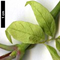 SpeciesSub: 'Elegans' SpeciesSub: 'Elegans'