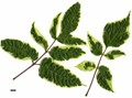 SpeciesSub: 'Elegans' SpeciesSub: 'Elegans'