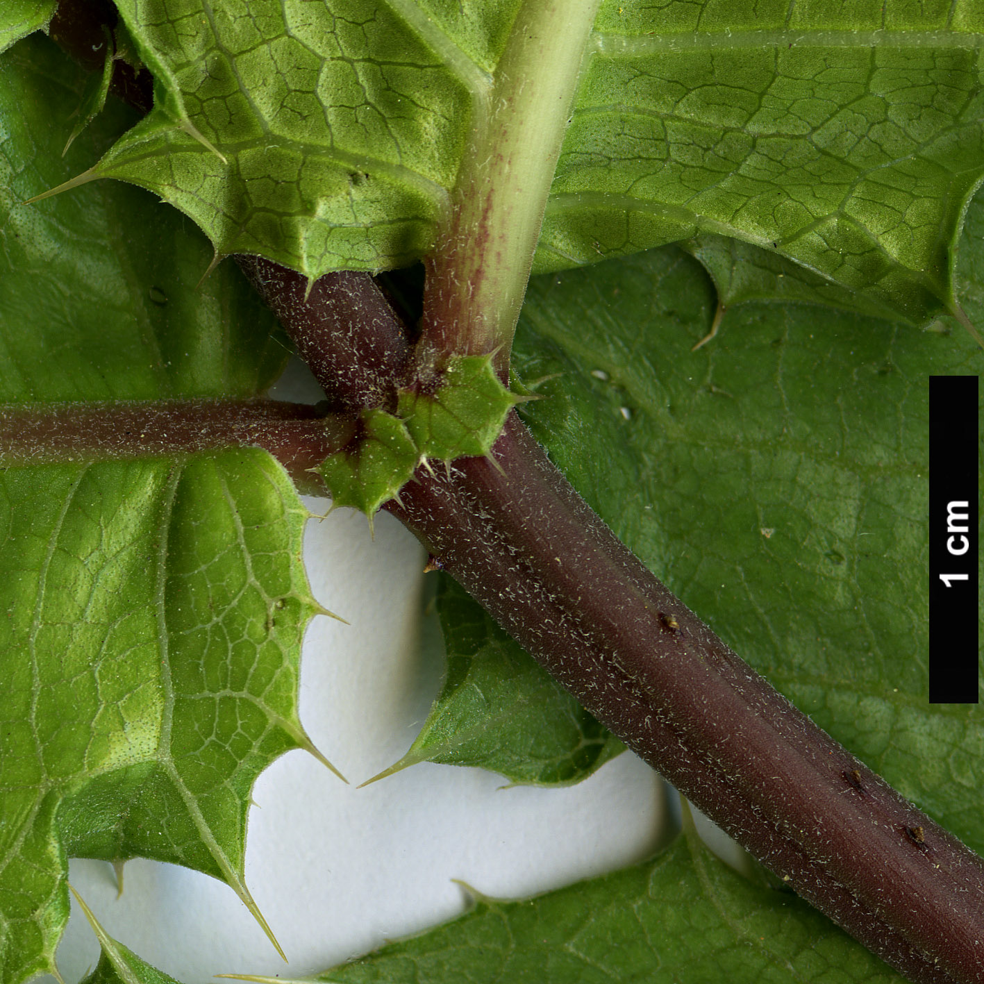 High resolution image: Family: Acanthaceae - Genus: Acanthus - Taxon: sennii