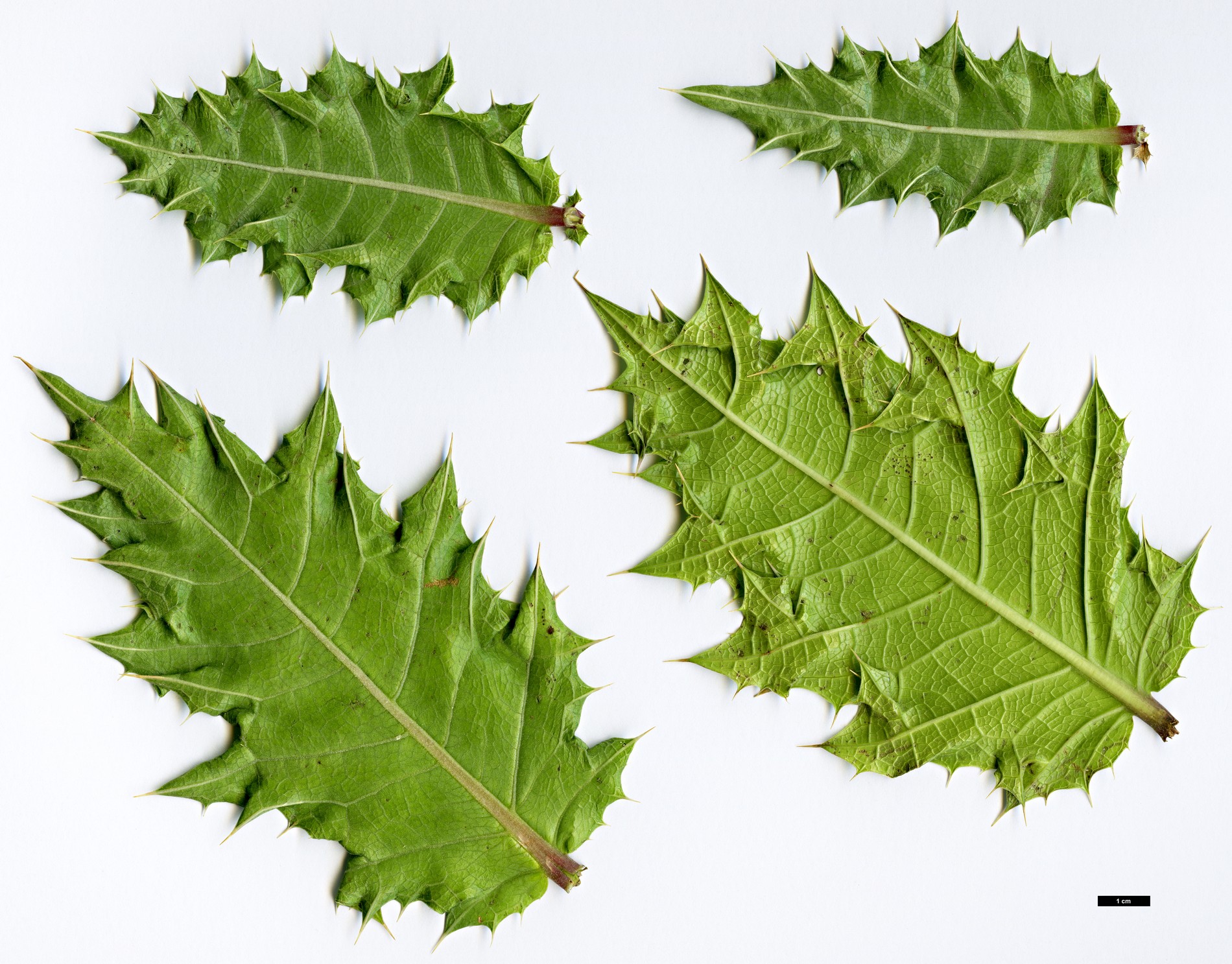 High resolution image: Family: Acanthaceae - Genus: Acanthus - Taxon: sennii