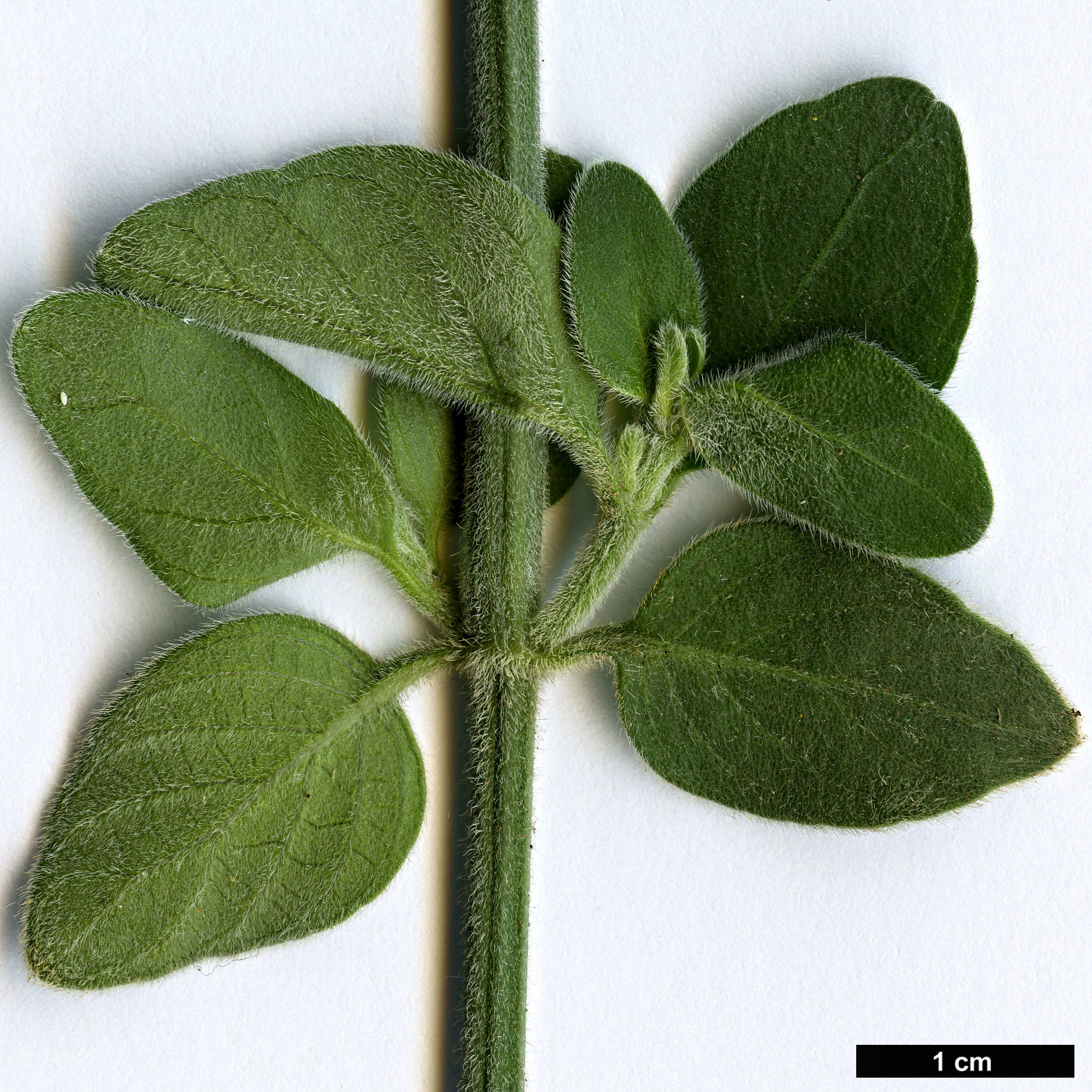 High resolution image: Family: Acanthaceae - Genus: Dicliptera - Taxon: sericea