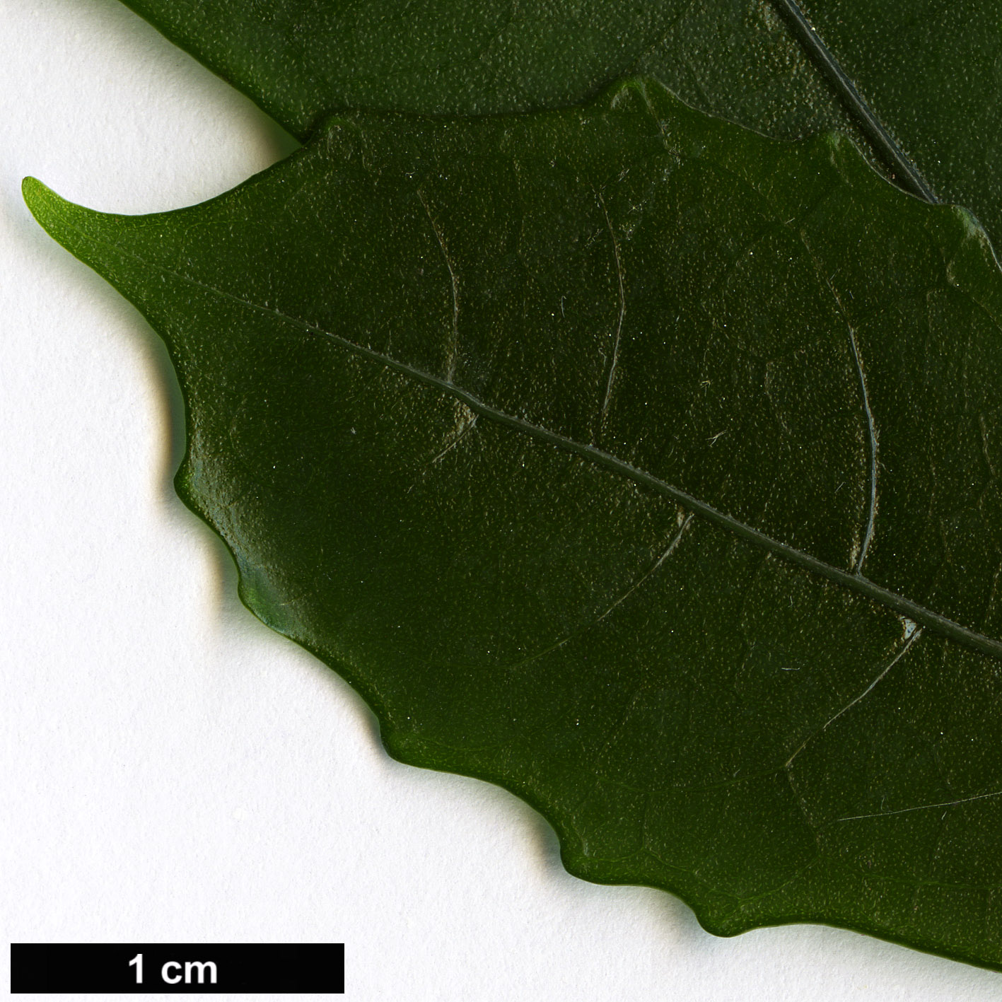 High resolution image: Family: Acanthaceae - Genus: Mackaya - Taxon: bella