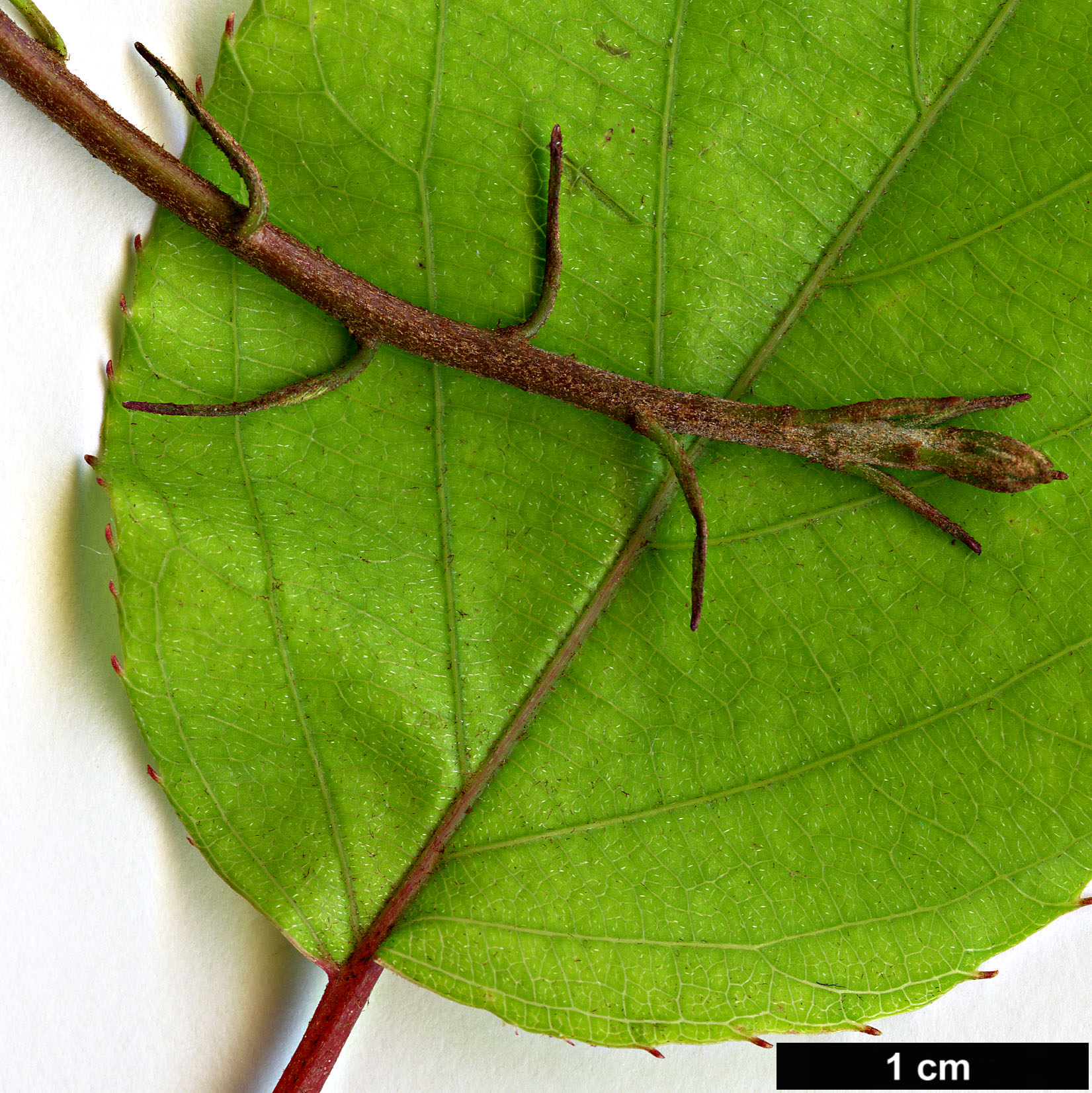 High resolution image: Family: Actinidiaceae - Genus: Actinidia - Taxon: arguta