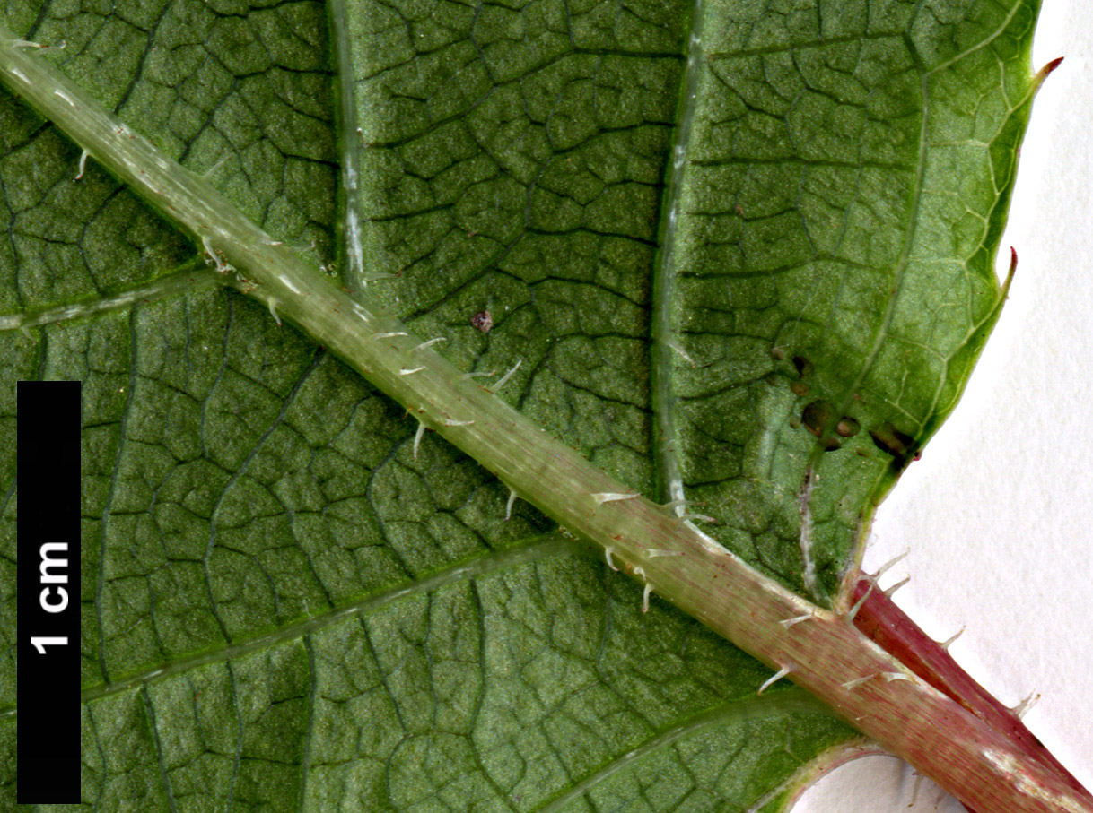 High resolution image: Family: Actinidiaceae - Genus: Actinidia - Taxon: arguta