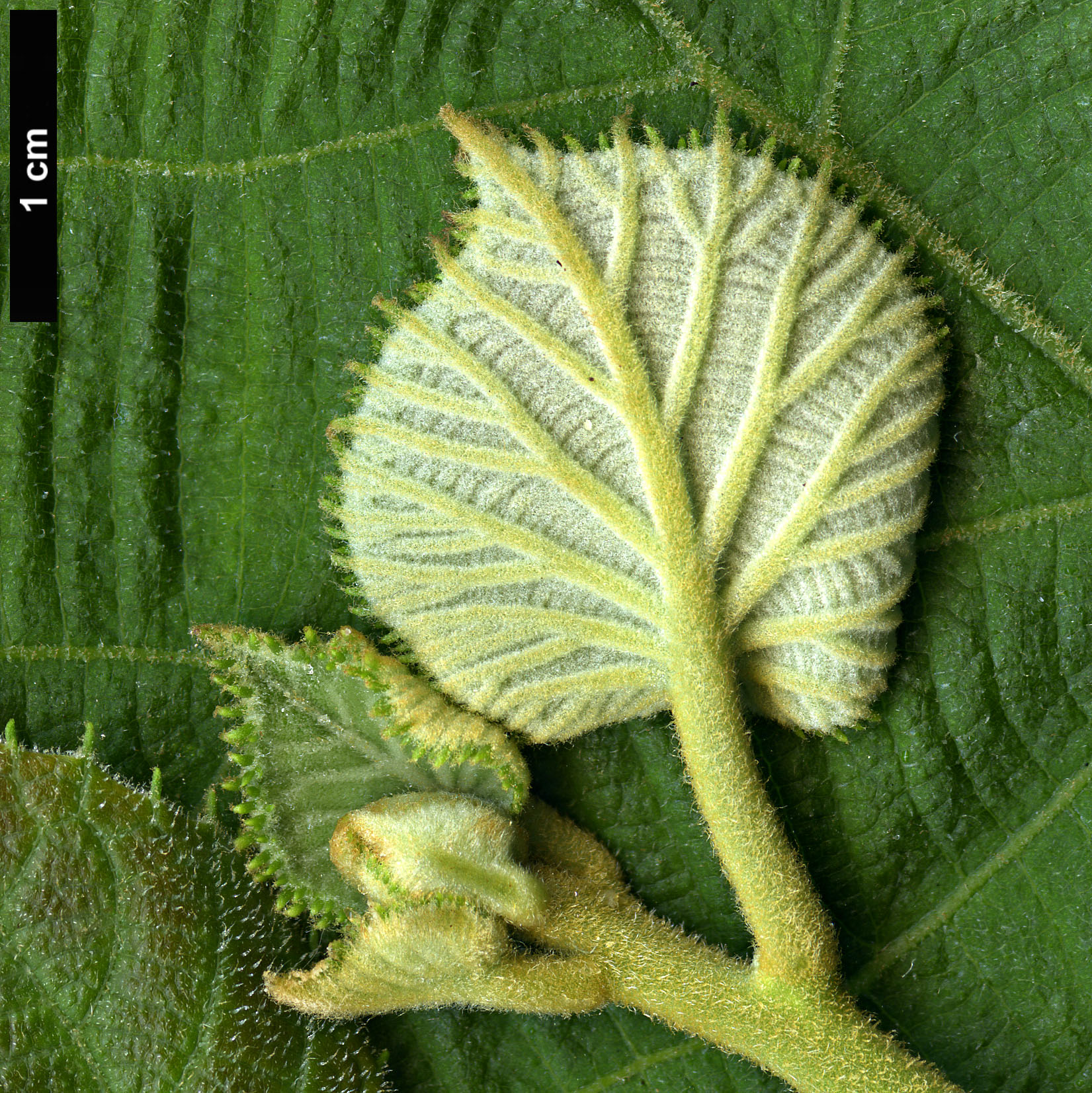 High resolution image: Family: Actinidiaceae - Genus: Actinidia - Taxon: chinensis