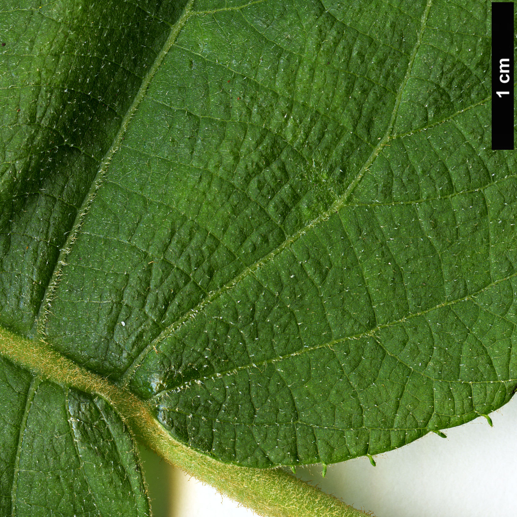 High resolution image: Family: Actinidiaceae - Genus: Actinidia - Taxon: chinensis