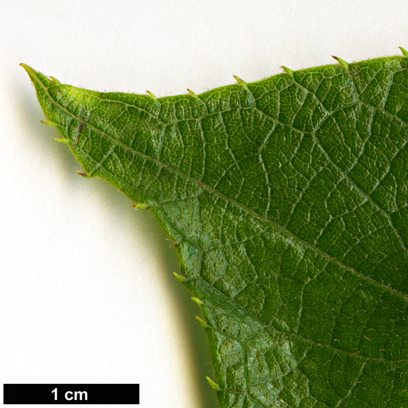 High resolution image: Family: Actinidiaceae - Genus: Actinidia - Taxon: hemsleyana