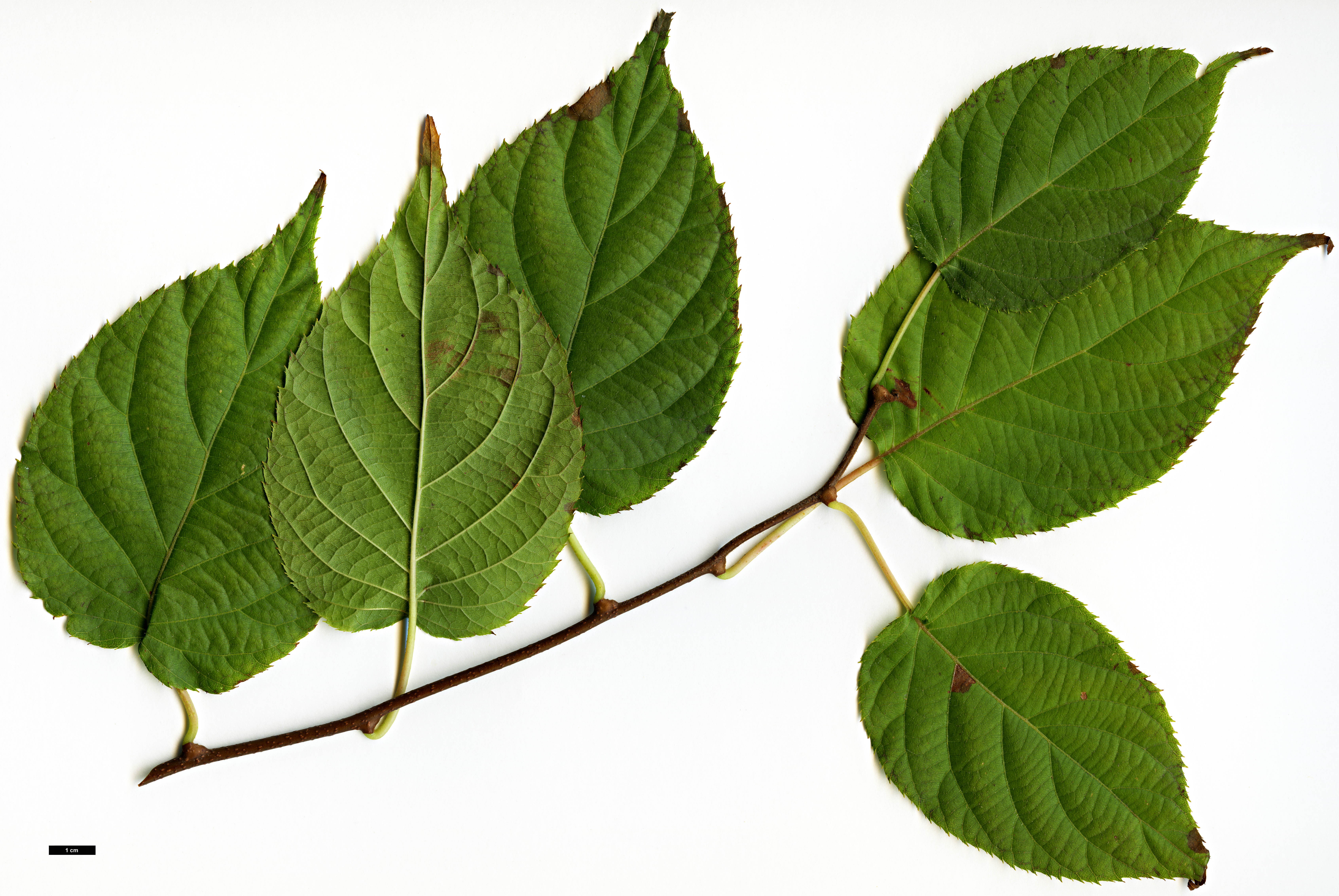 High resolution image: Family: Actinidiaceae - Genus: Actinidia - Taxon: kolomikta