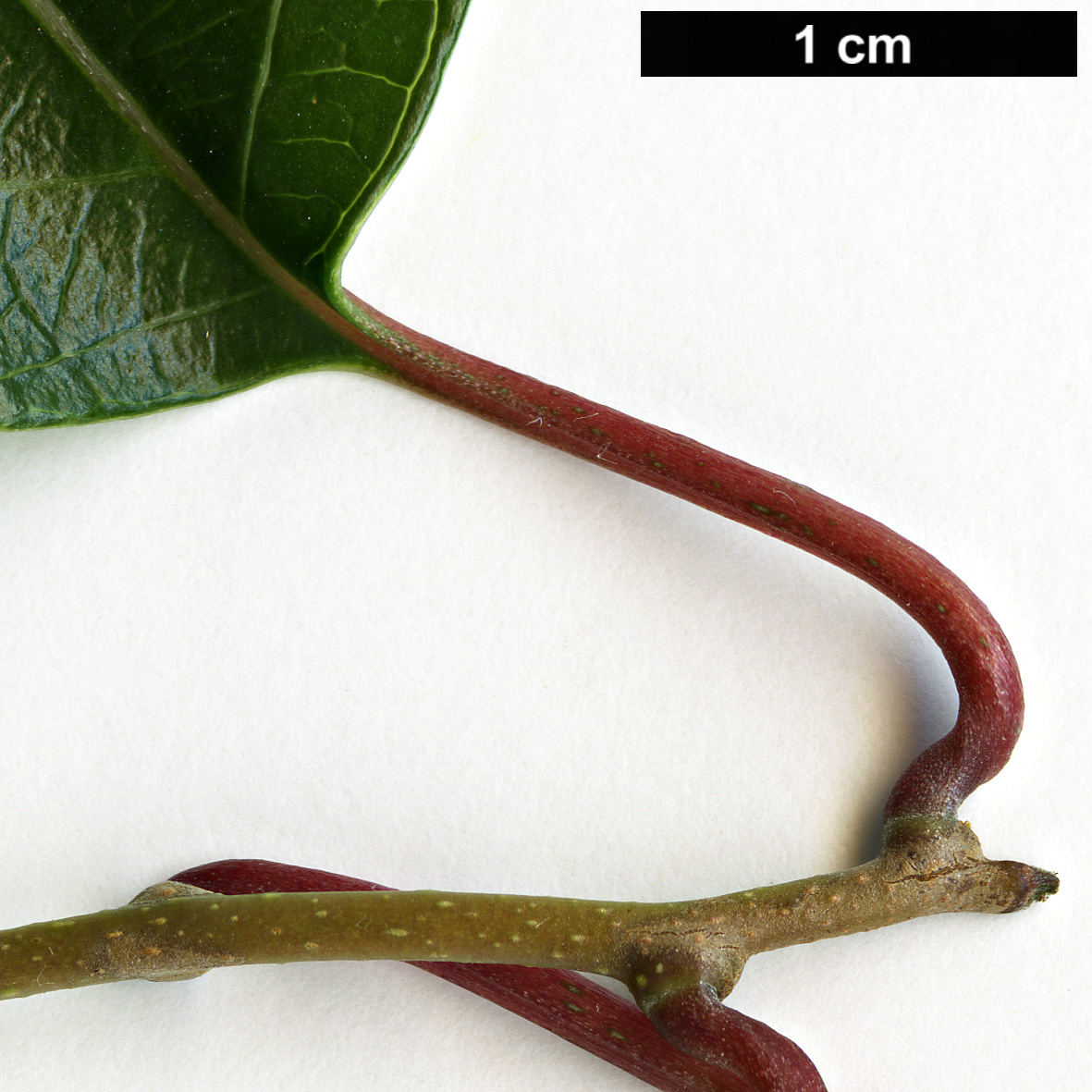 High resolution image: Family: Actinidiaceae - Genus: Actinidia - Taxon: macrosperma