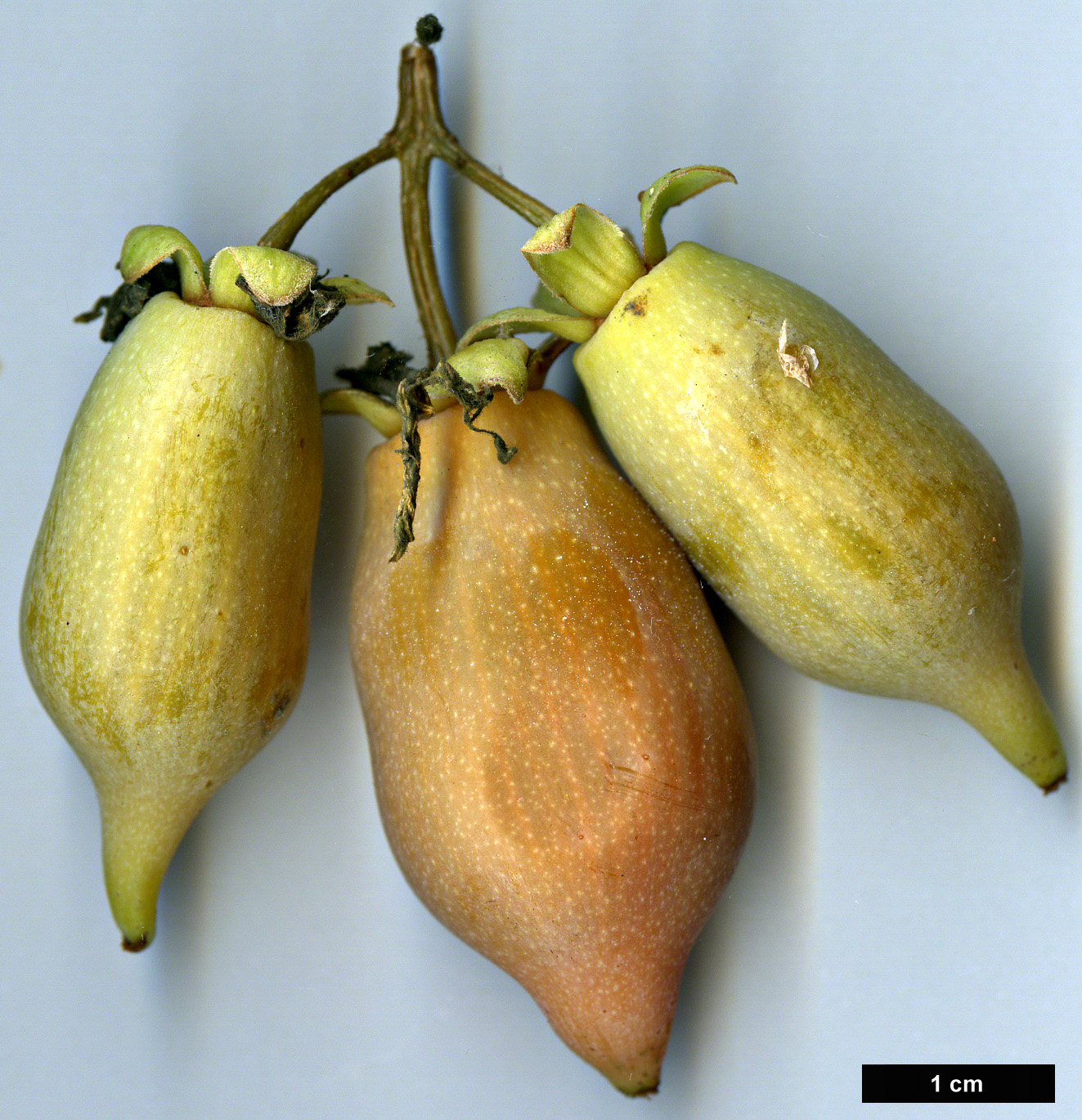 High resolution image: Family: Actinidiaceae - Genus: Actinidia - Taxon: polygama