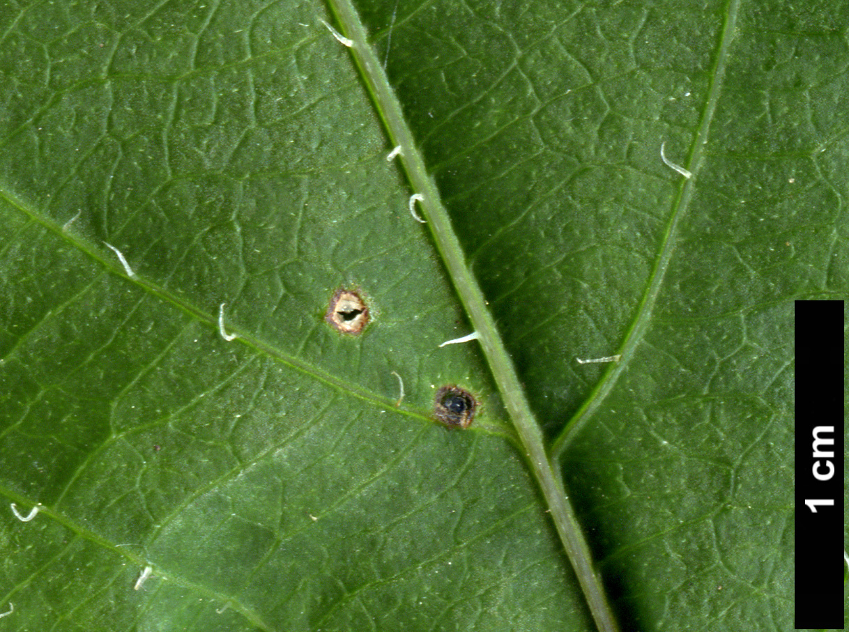 High resolution image: Family: Actinidiaceae - Genus: Actinidia - Taxon: polygama