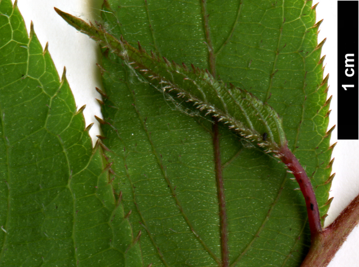 High resolution image: Family: Actinidiaceae - Genus: Actinidia - Taxon: polygama