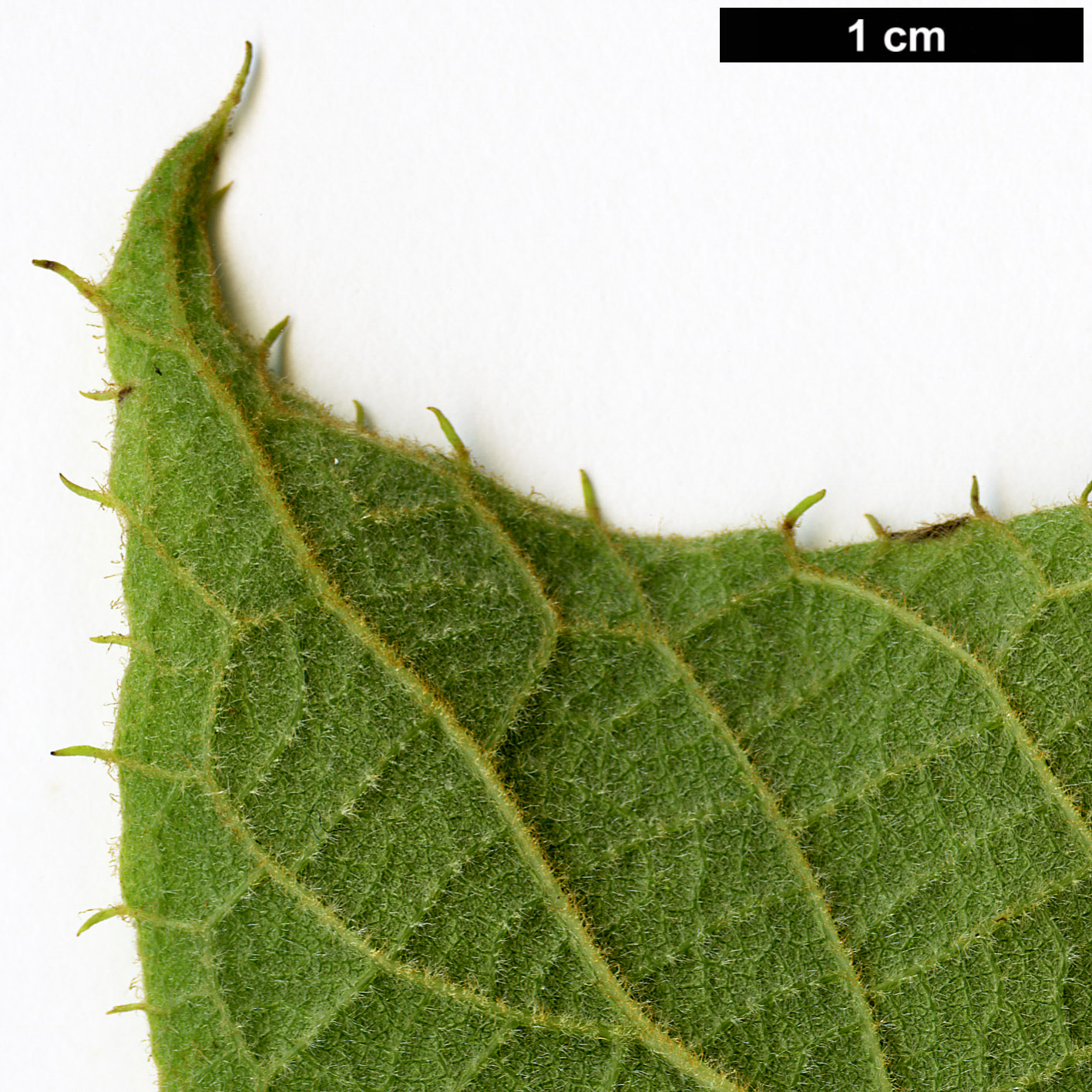 High resolution image: Family: Actinidiaceae - Genus: Actinidia - Taxon: setosa