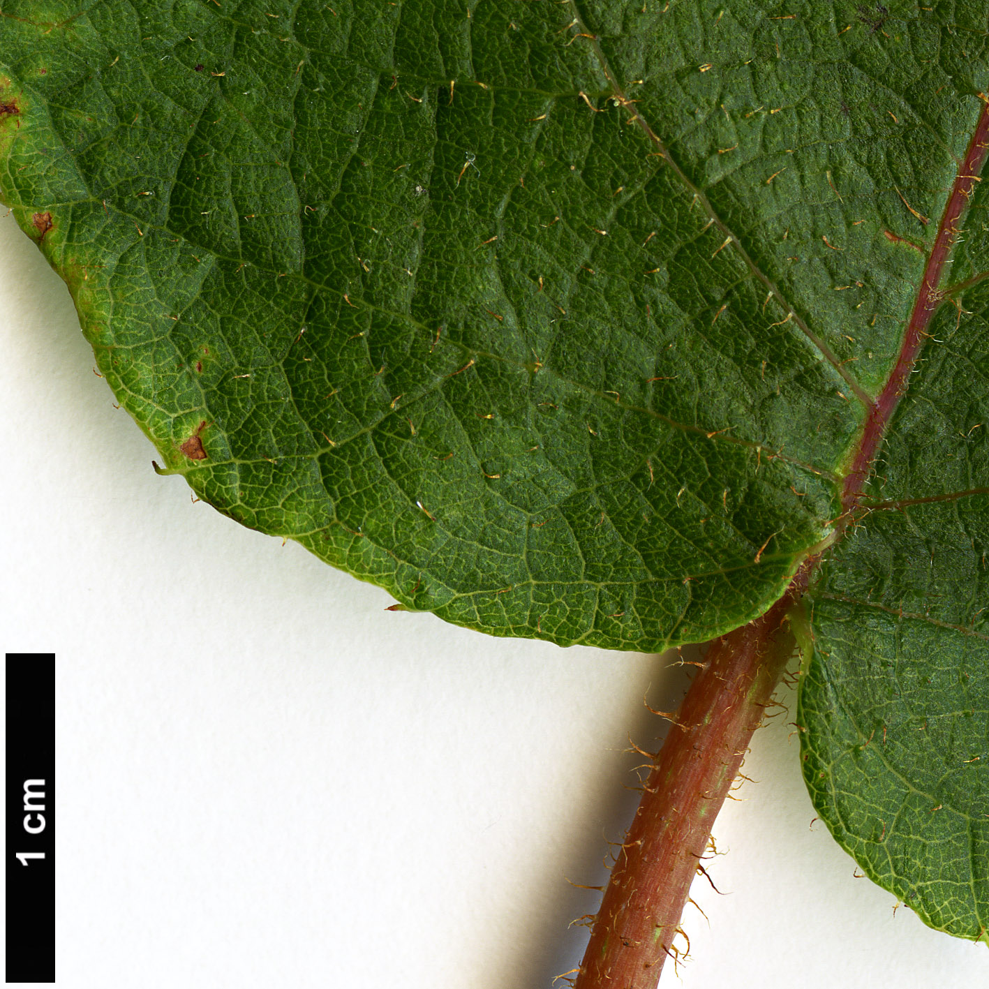 High resolution image: Family: Actinidiaceae - Genus: Actinidia - Taxon: setosa