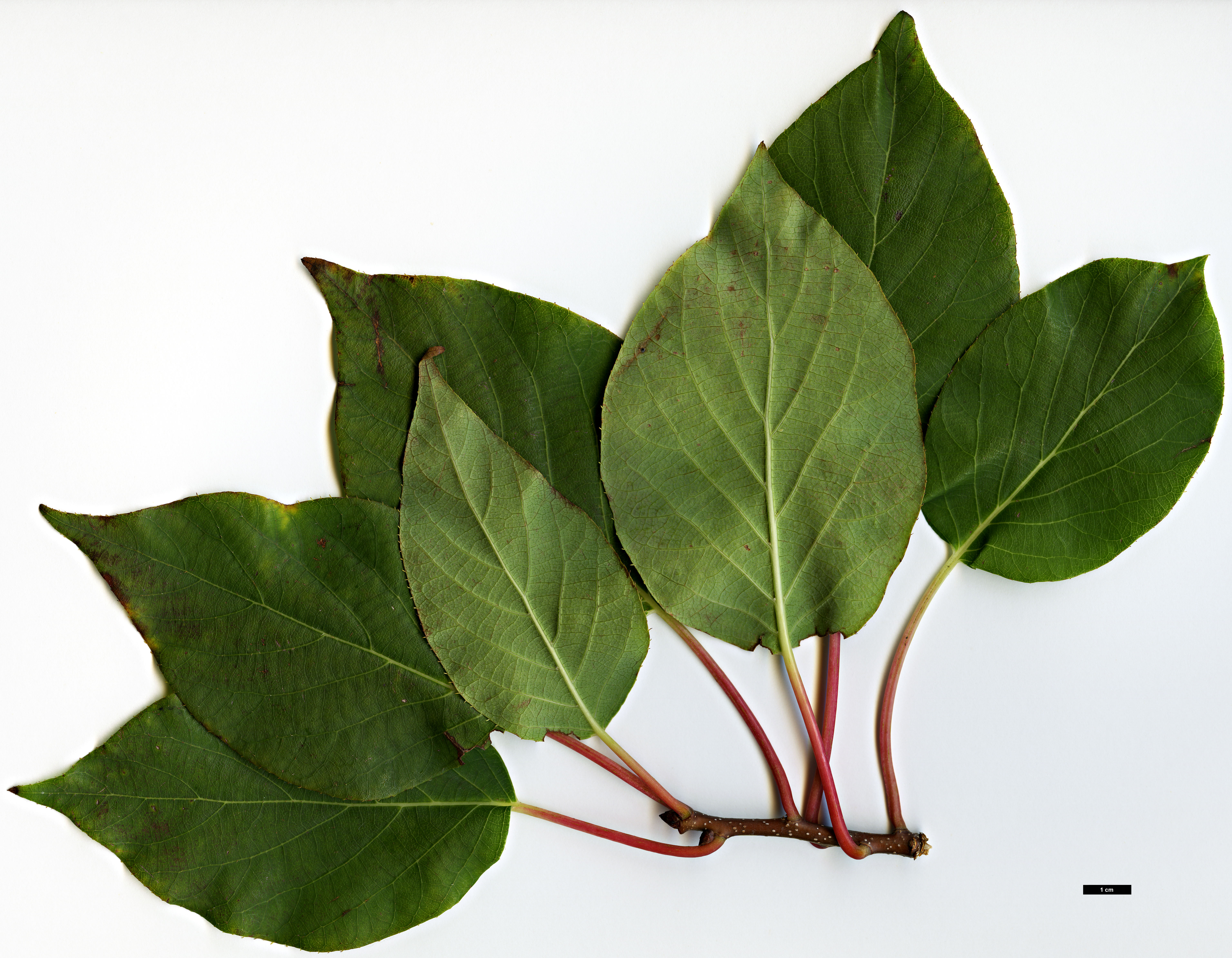 High resolution image: Family: Actinidiaceae - Genus: Clematoclethra - Taxon: scandens