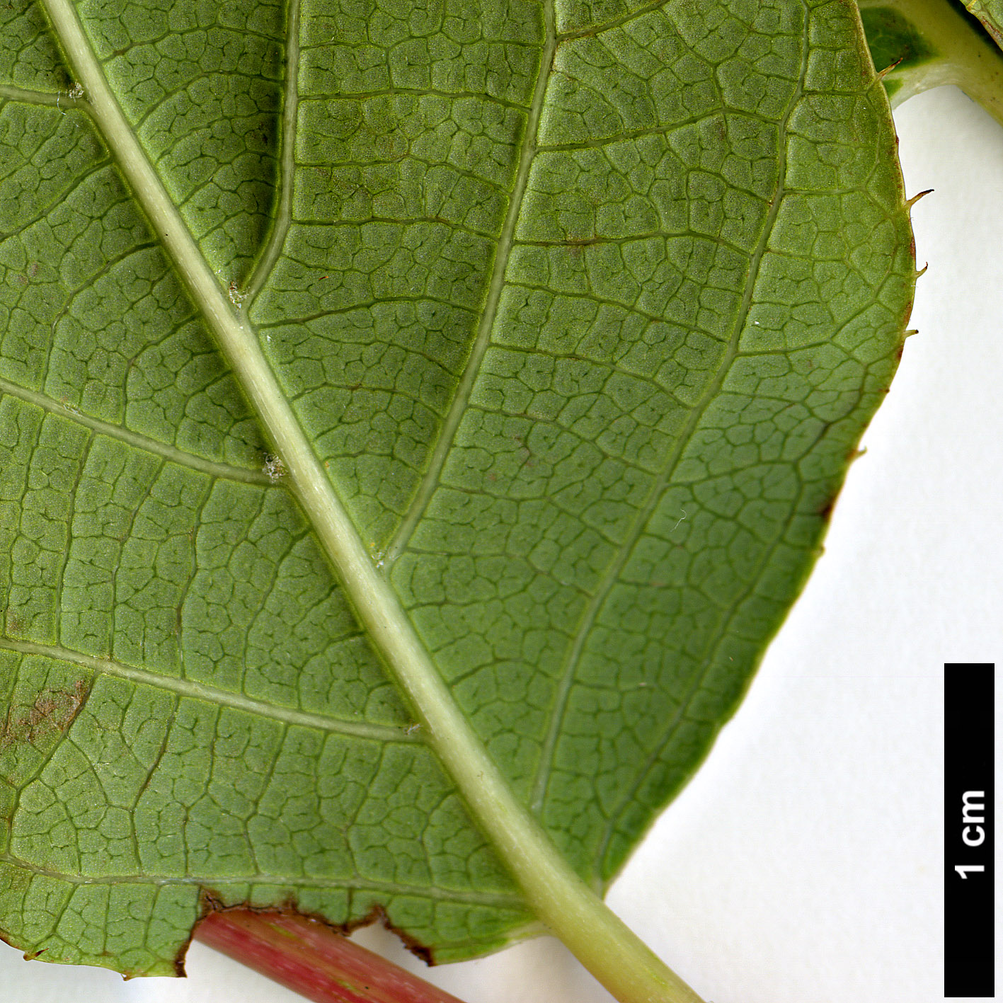 High resolution image: Family: Actinidiaceae - Genus: Clematoclethra - Taxon: scandens