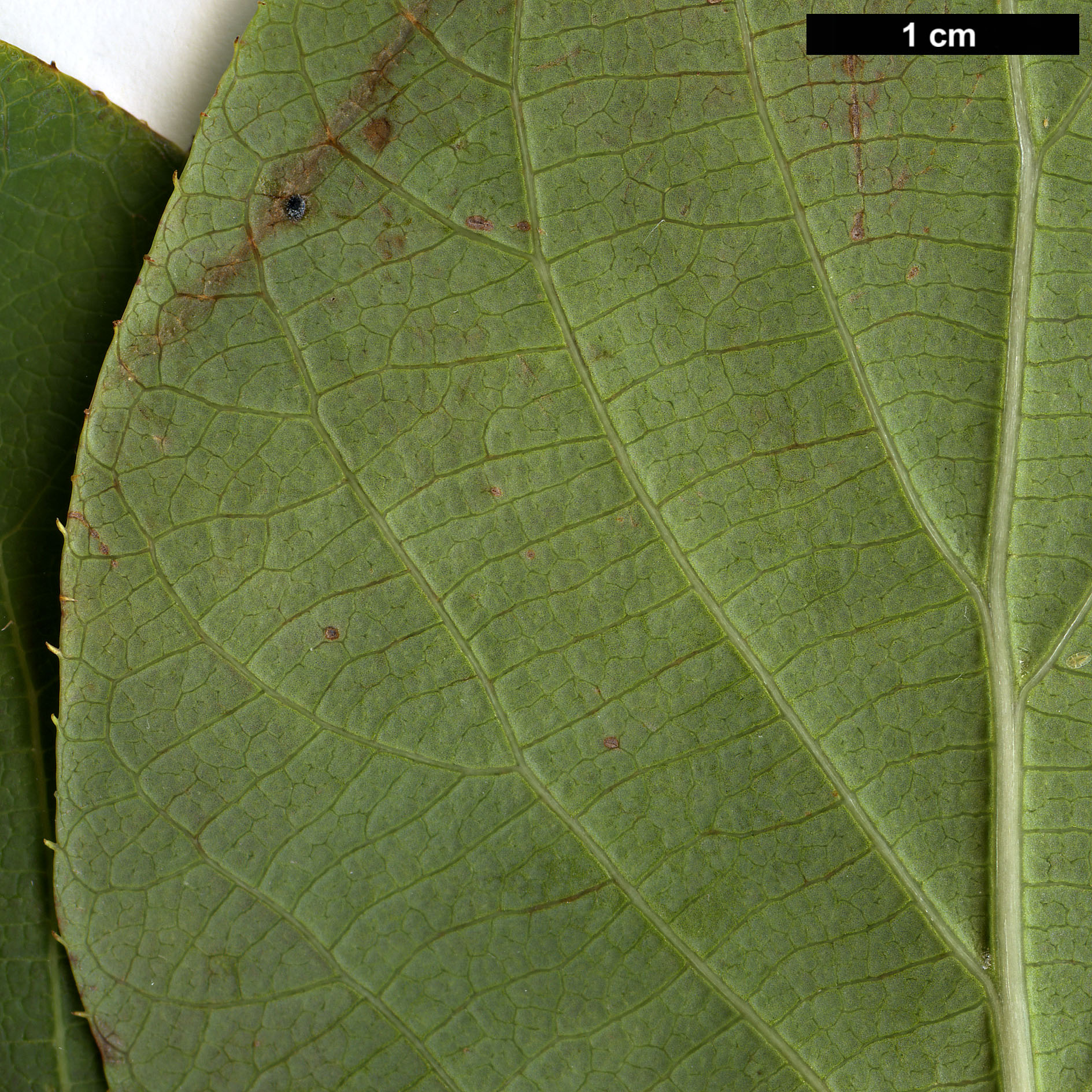 High resolution image: Family: Actinidiaceae - Genus: Clematoclethra - Taxon: scandens